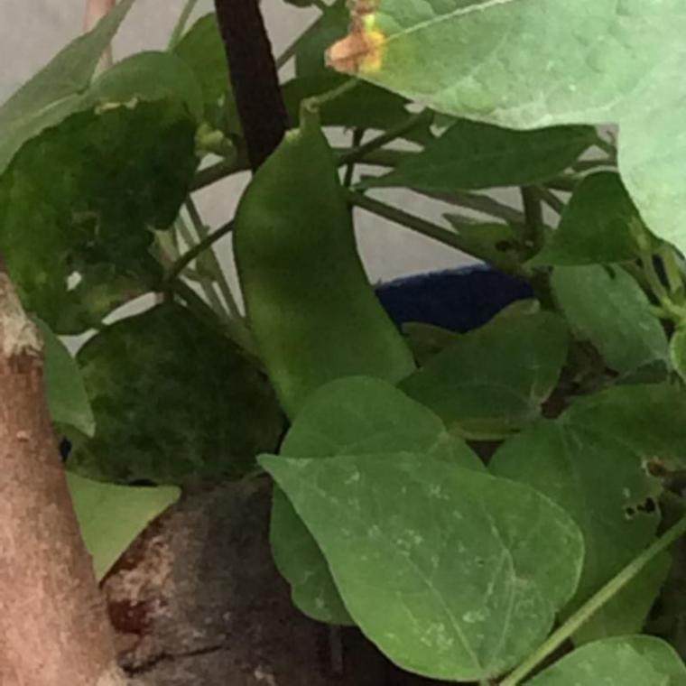 豆豆