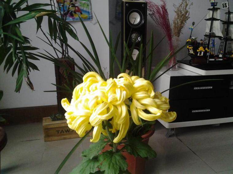 我家的菊花