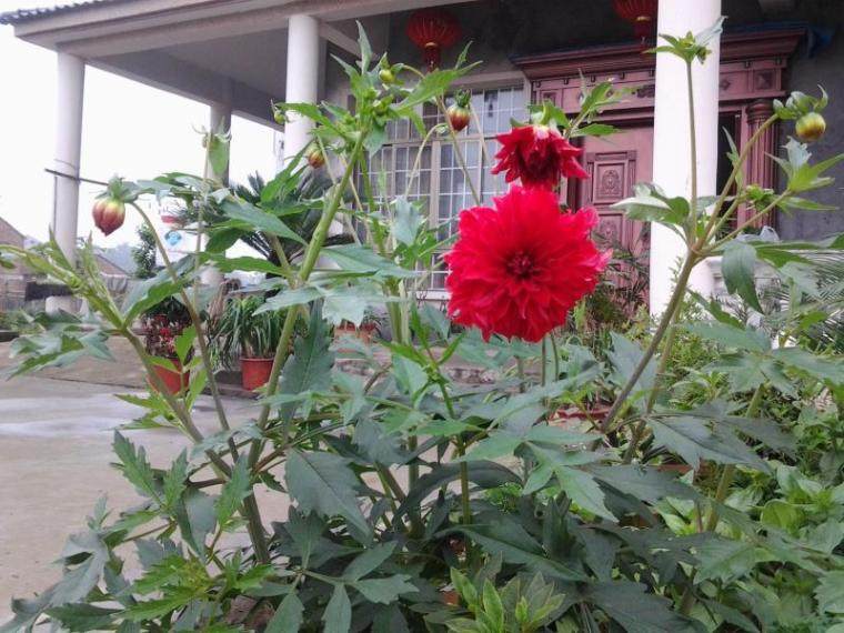我家的大礼菊