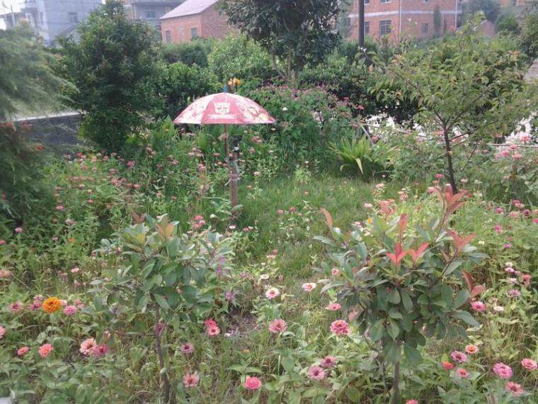我家前花园