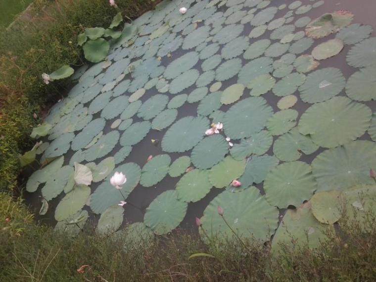 我家荷花塘