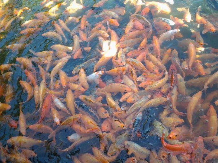 金鱼觅食