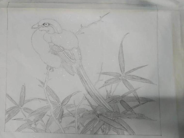 鸟