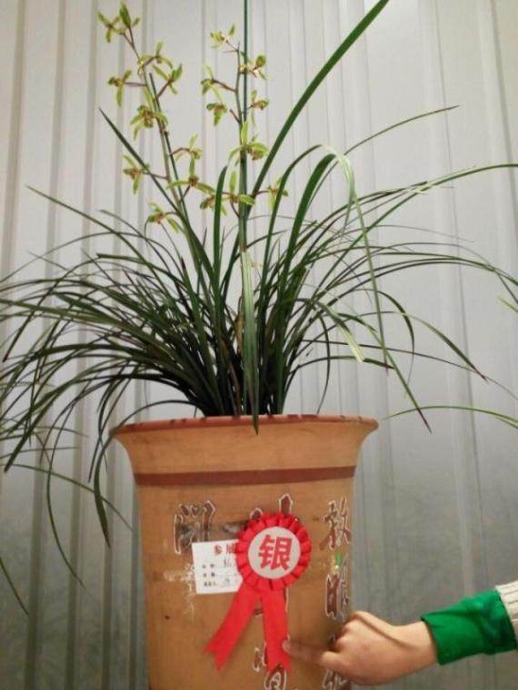 金品兰花奖
