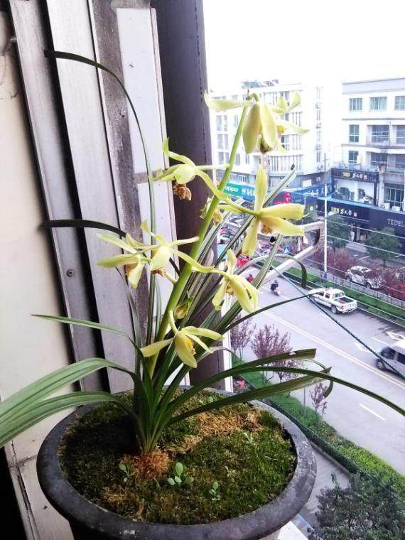 兰花
