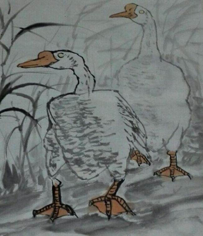 白鹅