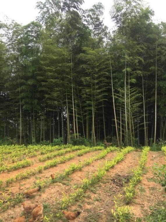 家门前的小竹林和茶树
