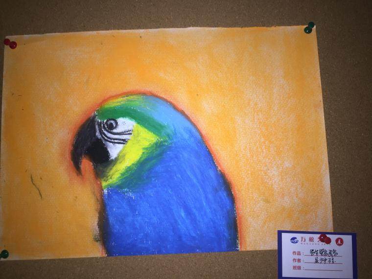 吴帅标美术班的绘画作品写生鹦鹉