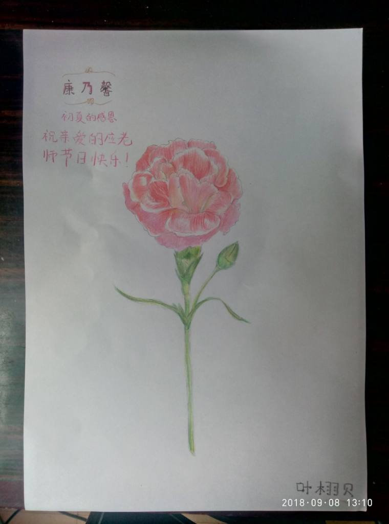 送给班主任老师的（康乃馨）